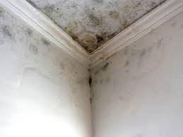 Best Real Estate Mold Inspection  in Kulpsville, PA